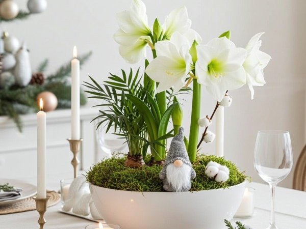 Amaryllis istutus asetelma🇫🇮
