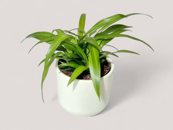 Rönsylilja suojaruukussa